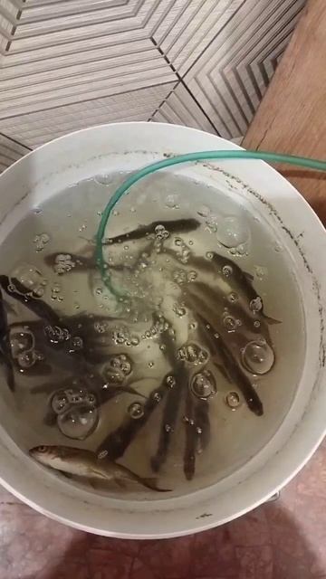 Искуственное дыхание🙉🙉🙉🙉 смотреть онлайн