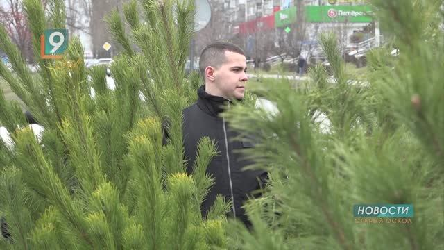 "Ёлки зелёные": в Старом Осколе открываются ёлочные базары смотреть онлайн