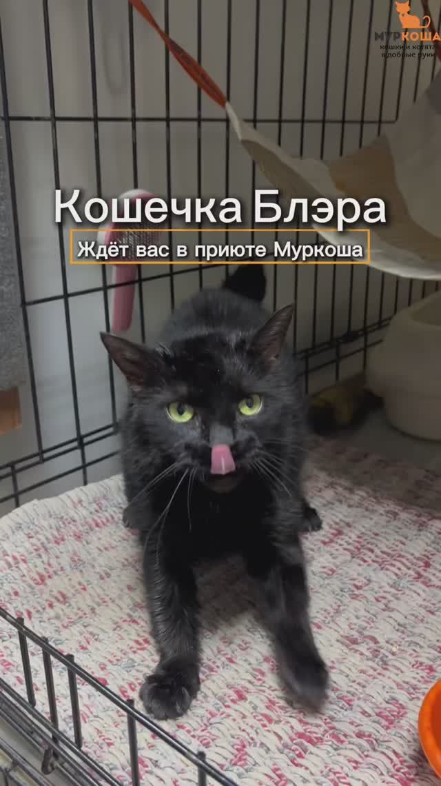 Блэра ждёт вас в приюте #Муркоша смотреть онлайн