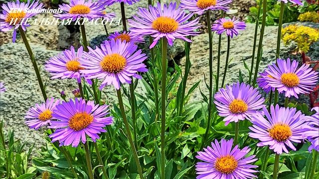 Идеальная Красота (Ремейк). Усилитель Женской Красоты. Скрытые Аффирмации. Саблиминал. смотреть онлайн