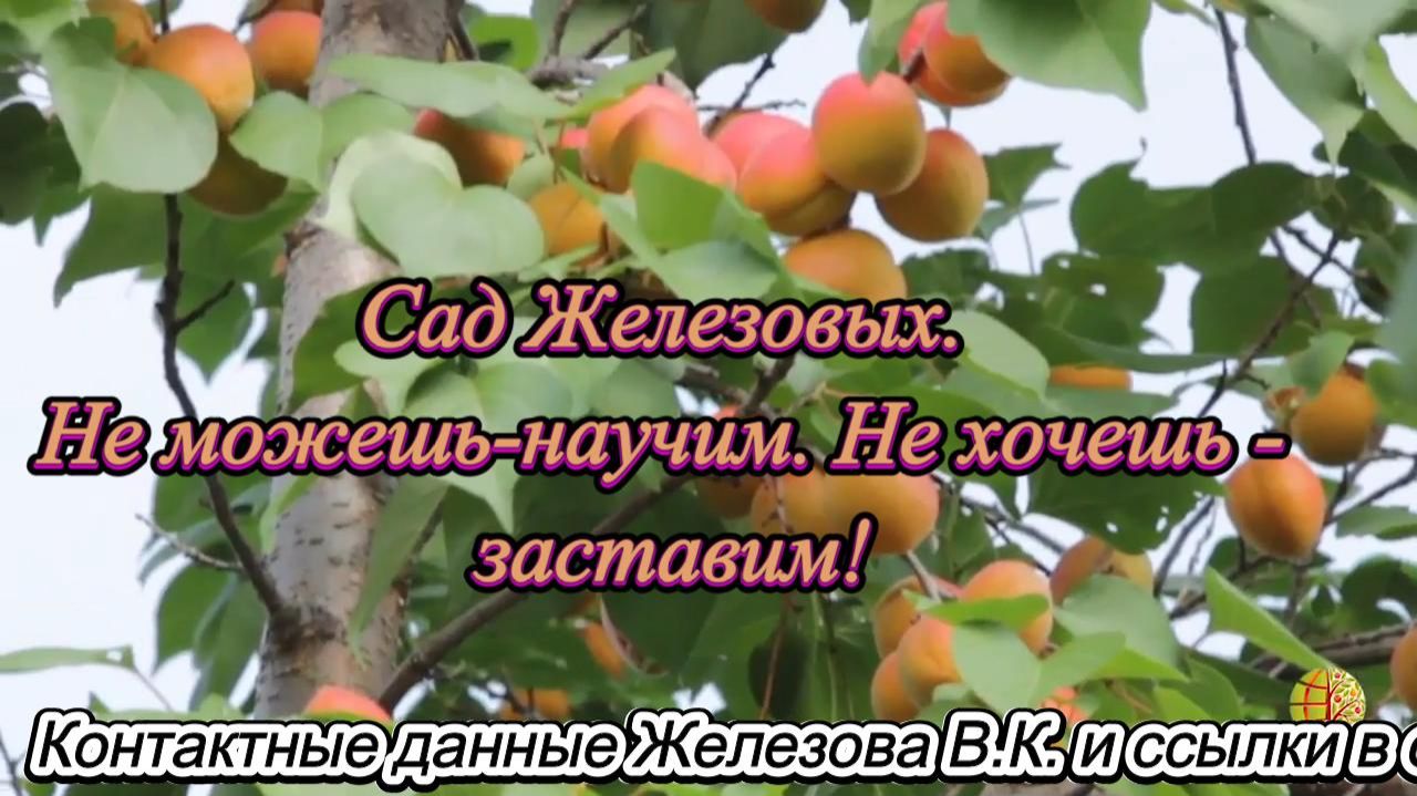 Сад Железовых. Не можешь-научим. Не хочешь - заставим! смотреть онлайн