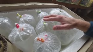 Приехало немного рыбки