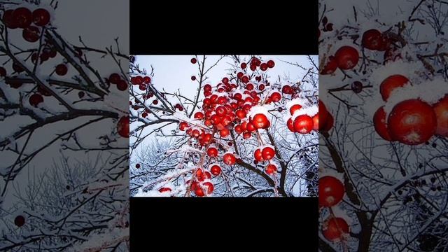 Dj Morgunov Зимний сад.mp4