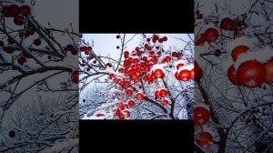 Dj Morgunov Зимний сад.mp4