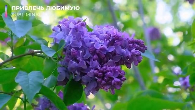 Привлечь Любимую*Привлечь Избранницу (для мужчин)* [не магия]*Скрытые аффирмации. Саблиминал. смотреть онлайн