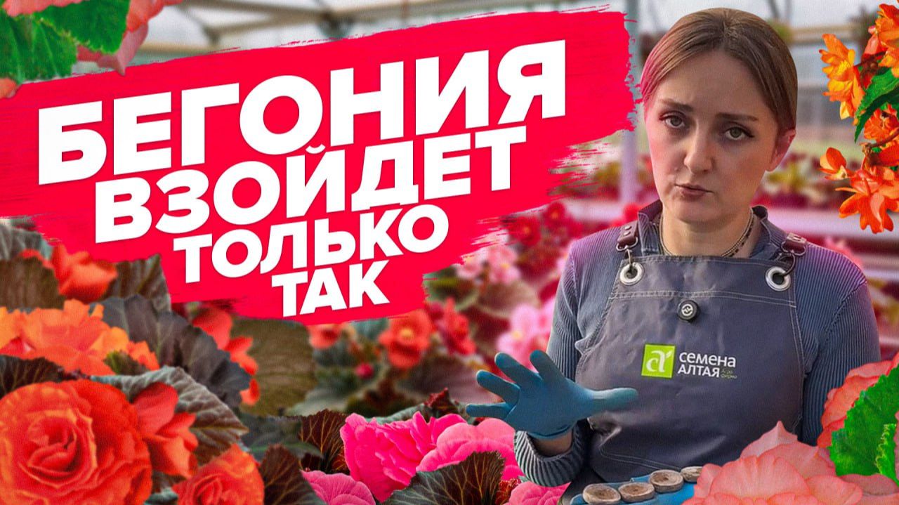 КАК ВЫРАСТИТЬ БЕГОНИЮ ИЗ СЕМЯН смотреть онлайн