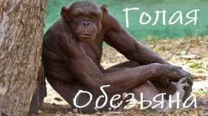 Голая Обезьяна : Подробности Эволюции