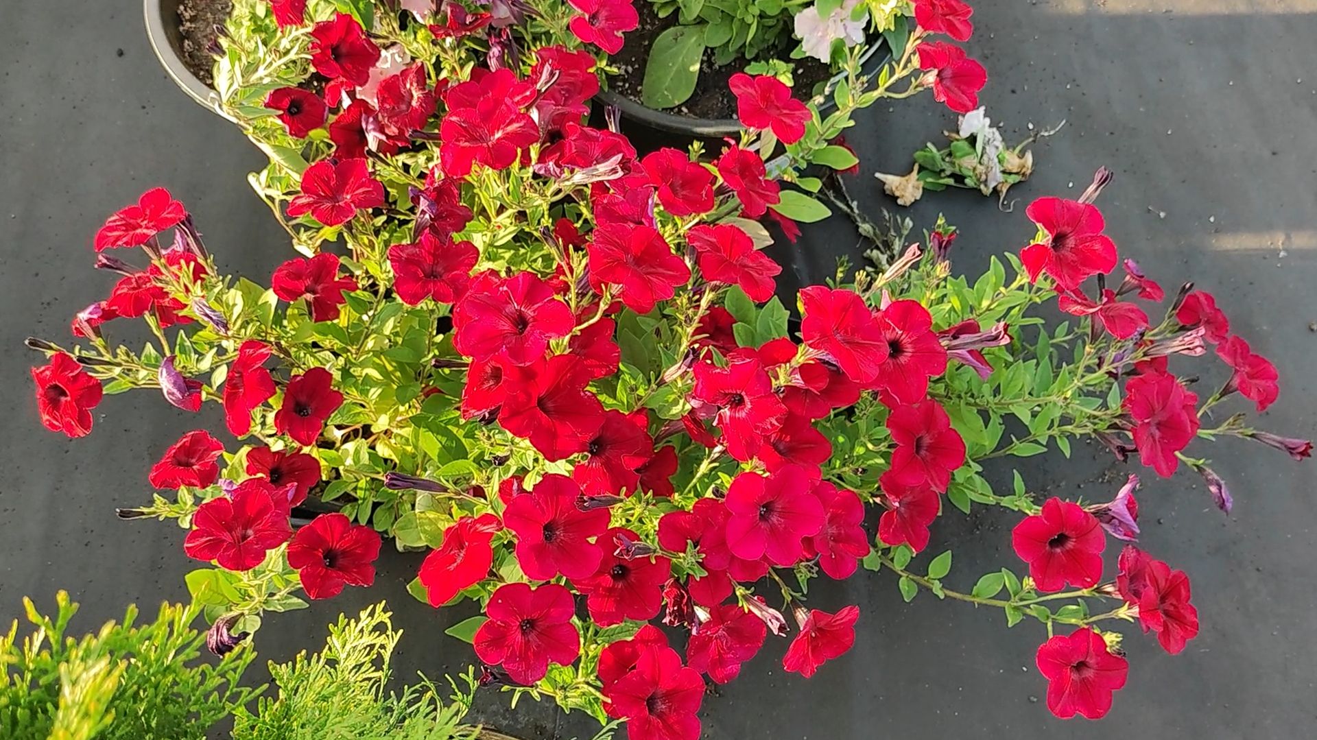 ЧЕРЕНКОВАНИИ ПЕТУНИИ 100% результат. Как черенковать петунию. смотреть онлайн