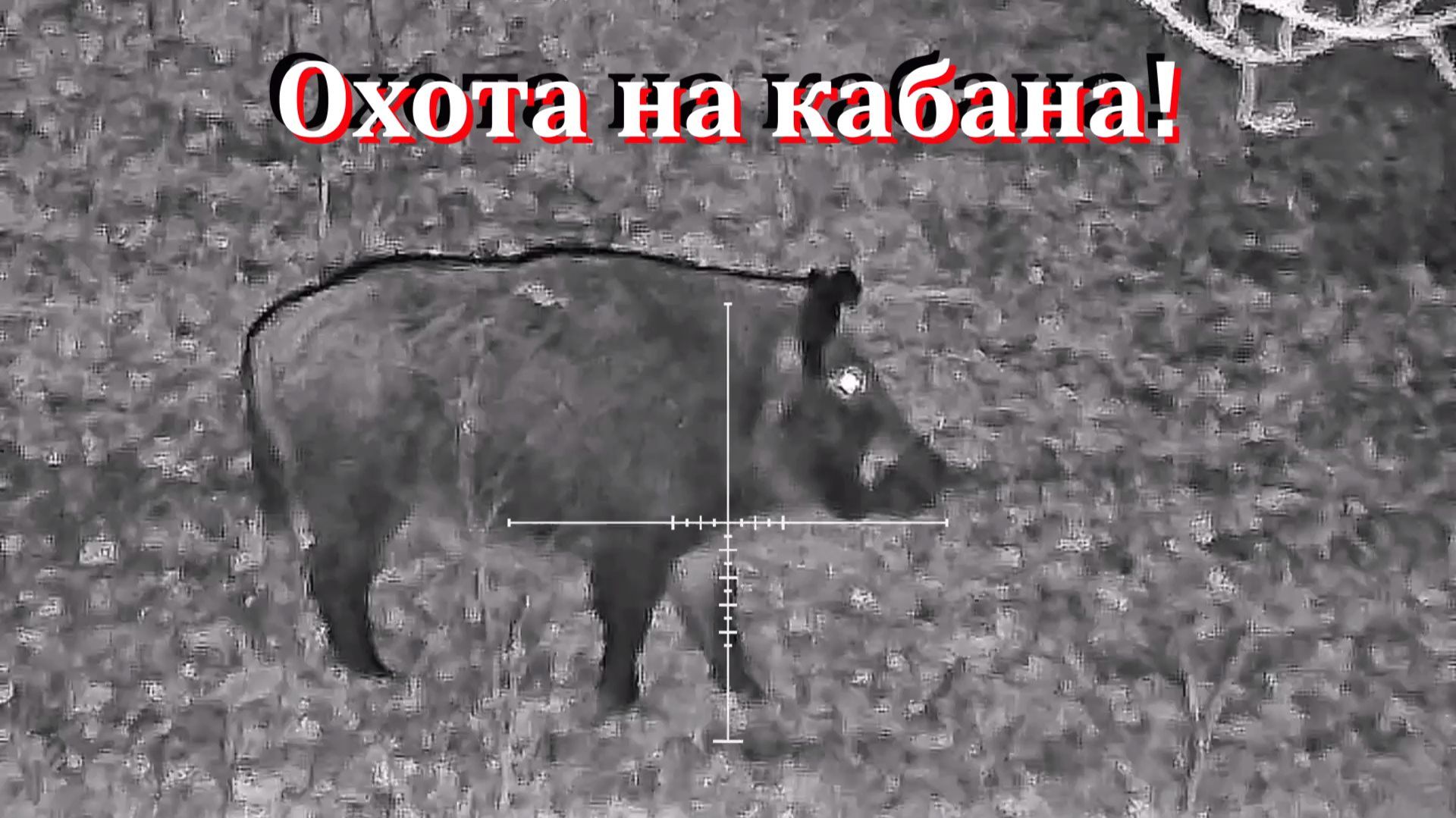 Охота на кабана с ночным прицелом TAiPAN-076 & Сайга-МК-03 ( 7.62х39 ) смотреть онлайн