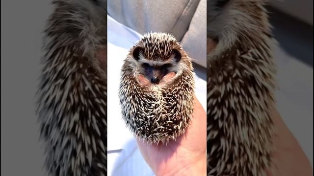 Смешные,забавные животные.mp4 смотреть онлайн