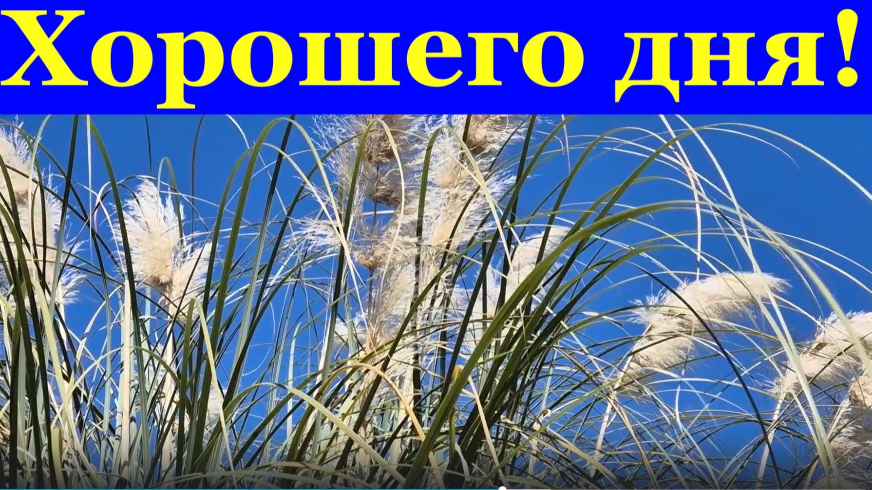 Пожелания хорошего дня! Сегодня пусть исполнятся мечты! смотреть онлайн