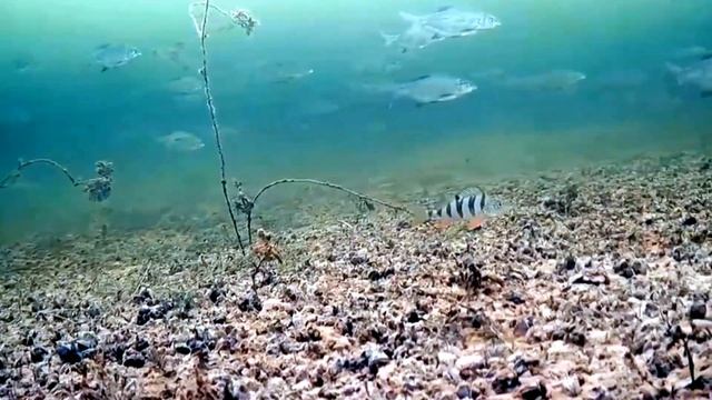 Виды и применение ароматики на рыбалке. Ароматика в фидерной ловле часть 2