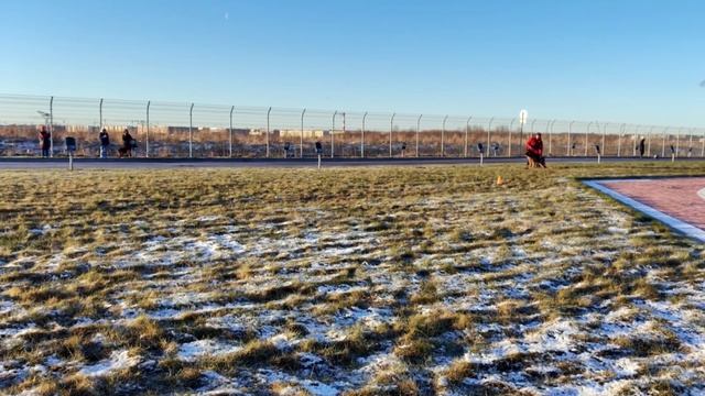 б/о WHISKY v. Team Furstenbrunn им №27. САНКТ-ПЕТЕРБУРГ 12 декабря`25 Моно немецких овчарок смотреть онлайн