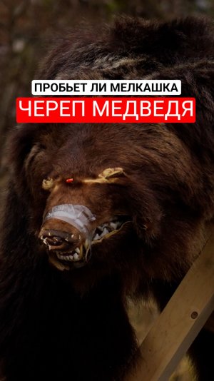 Мелкашка против медведя.