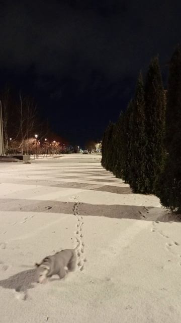 Пришла зима,сомнений нет...