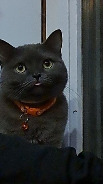 КОШКА ЯЗЫК #КОШКА