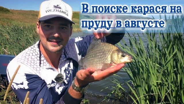 В поиске карася на пруду в августе