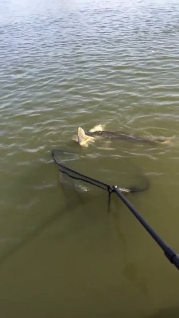 двойной улов.mp4 смотреть онлайн