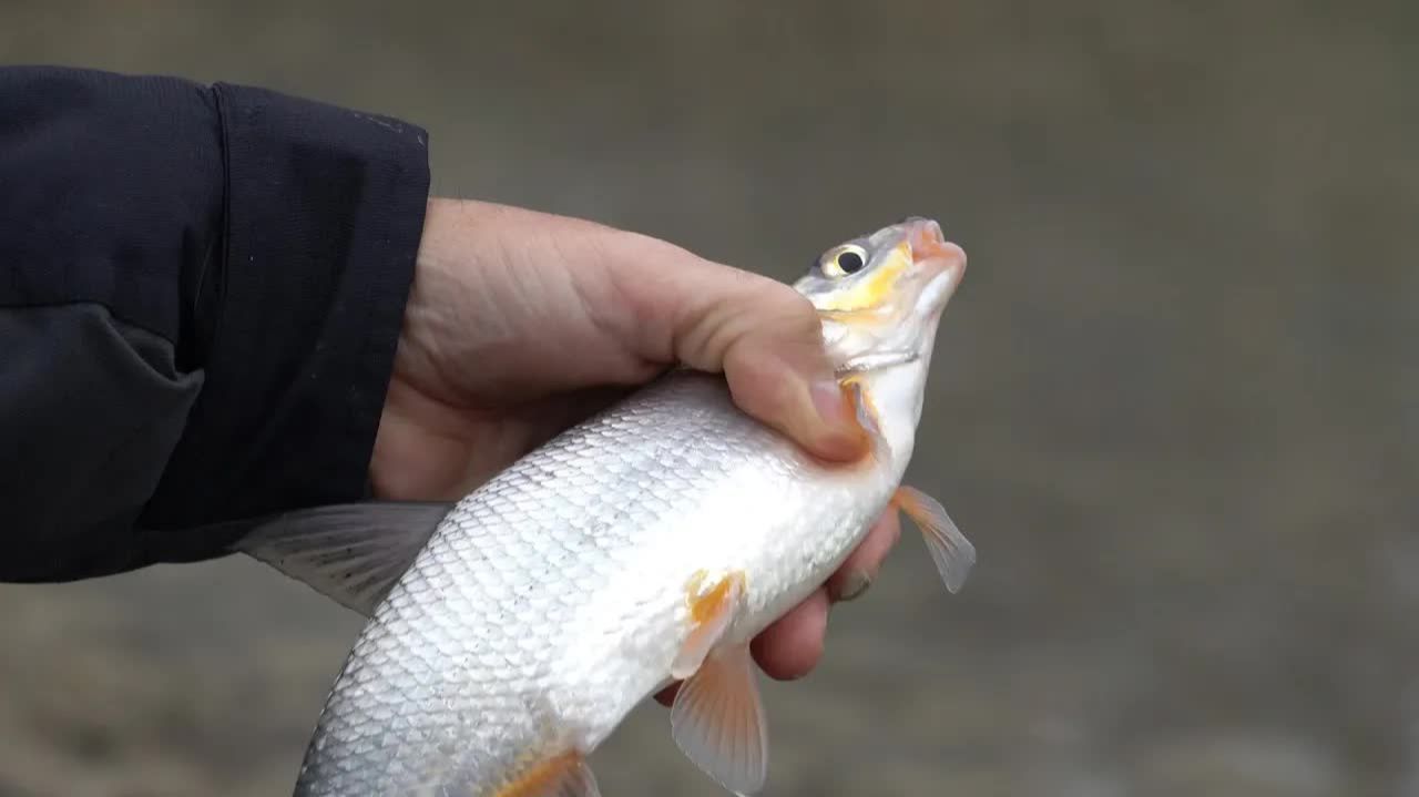 Рыбец на Дону. Ловим на фидер с Владимиром Павлищевым. смотреть онлайн
