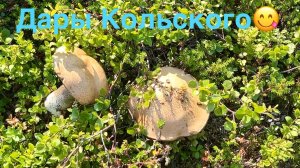 Грибы и ягоды Кольского полуострова😋Териберка 2025
