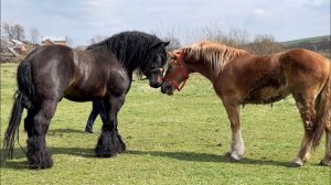 Богатырские Кони: Самые Сильные Лошади на Планете Земля