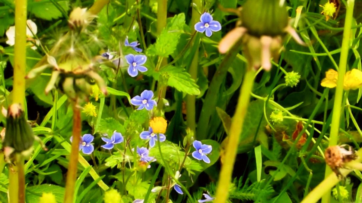 Российские травы смотреть онлайн