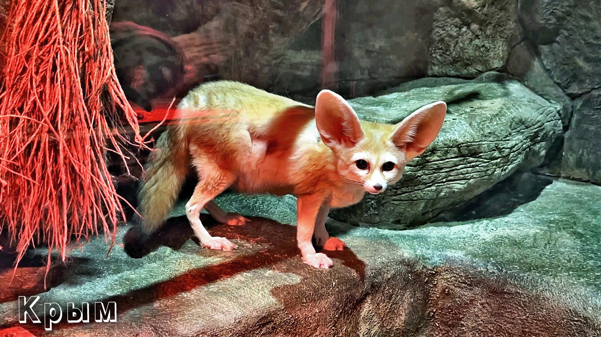 Крым - неожиданно интересная экскурсия в Алуштинский Аквариум. смотреть онлайн