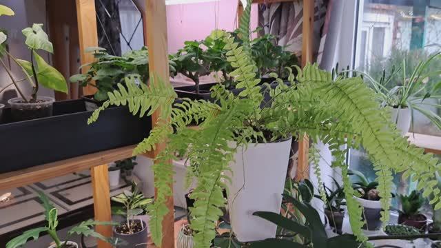 Растения в декабре. Окна,стеллажи подсветка . смотреть онлайн