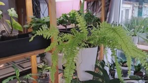 Растения в декабре. Окна,стеллажи подсветка .