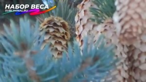 Быстрый НАБОР ВЕСА*Скрытые Аффирмации*Саблиминал