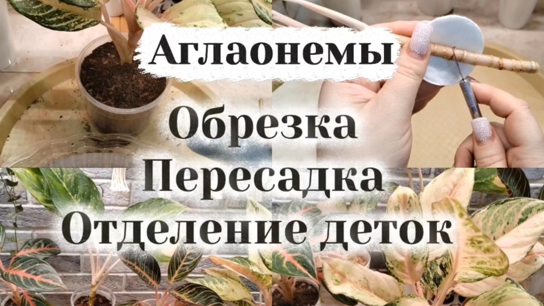 АГЛАОНЕМЫ | Обрезка | Отделение деток | Пересадка смотреть онлайн