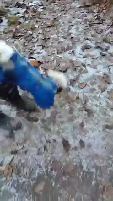 Знакомьтесь, Майло и Джамбо!