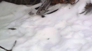 Зима. Декабрь.