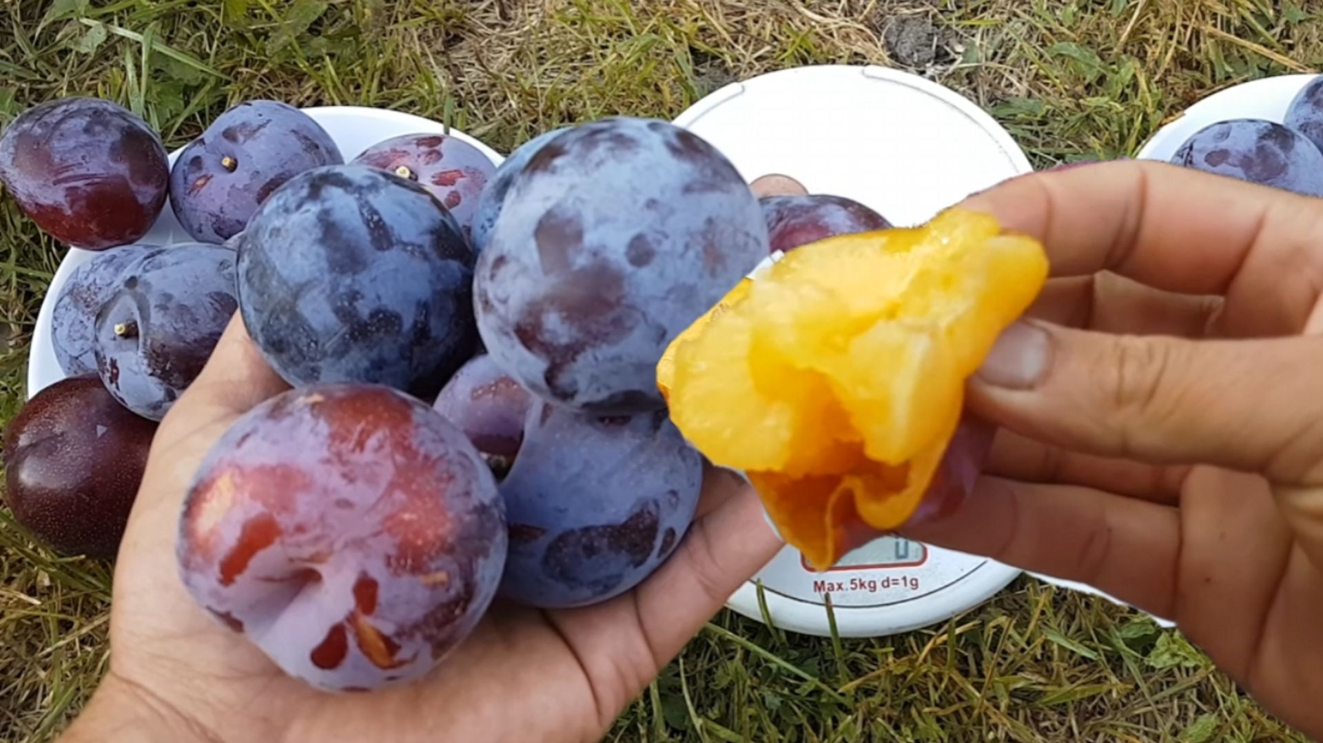 Слива диплоидная Оцарк Премьер от Маленькие сады