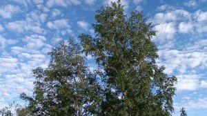 Синее небо. Исполняет Татьяна Куртукова.