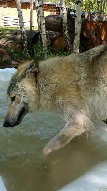 волки купаються.mp4 смотреть онлайн