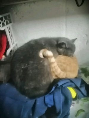 котик мяу плюс Доширак