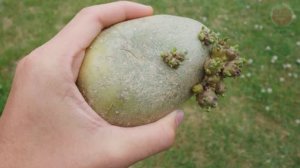 5 обычных овощей с огорода которые посадят вам печень или вызовут сильнейшее отравление!