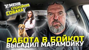 работаю в день бойкота 15 декабря|пассажирка с собакой без переноски|Яндекс такси| держу в курсе|