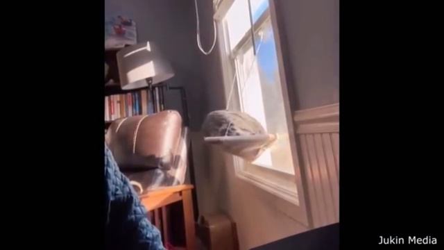 Смешные приколы с животными #№3