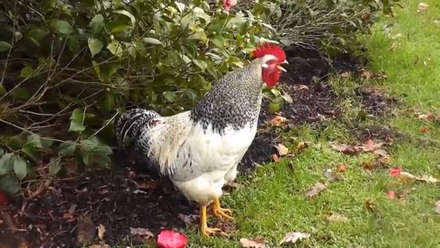 Rooster crowing compilation plus - Roosters crowing sounds смотреть онлайн