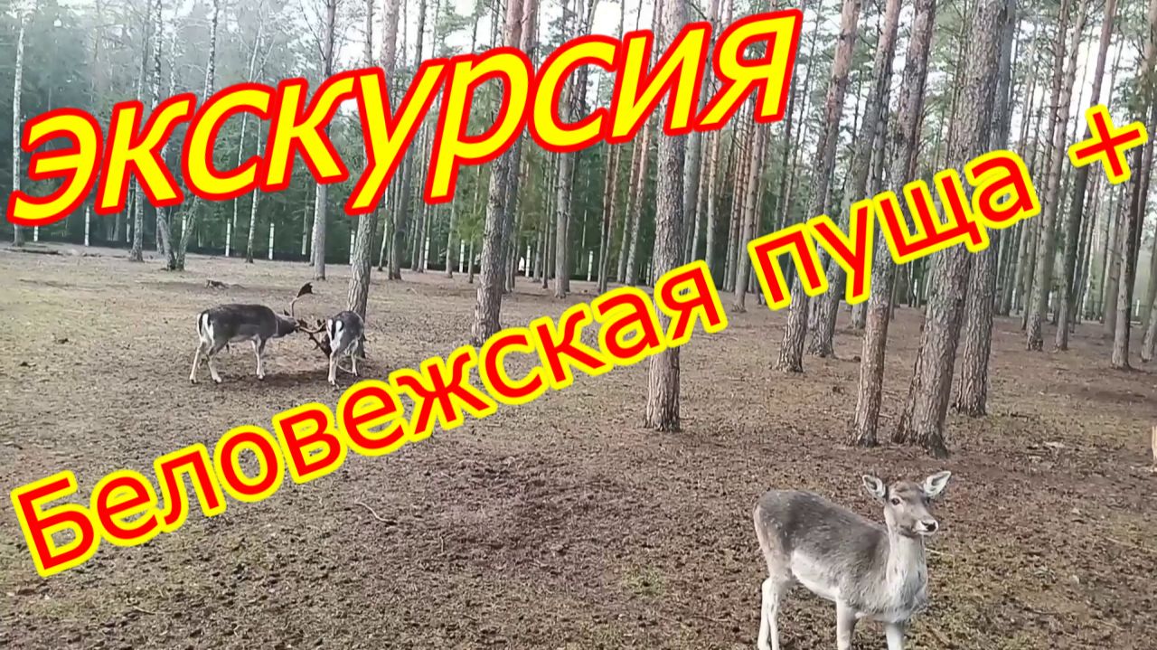Экскурсия в Беловежскую пущу , вольеры , музеи , нарезка из видео на память ! смотреть онлайн