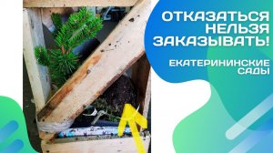 Этот саженец стоил денег, нервов и одного урока