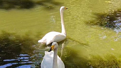 Белые лебеди смотреть онлайн