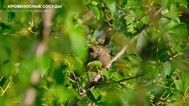 Исцеление Кровеносных Сосудов. [ВЕРСИЯ 2.0] Оздоровление Крови. Скрытые аффирмации. Саблиминал. смотреть онлайн