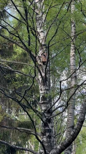 Радость. Рассказ и видео: Илия Мантай
