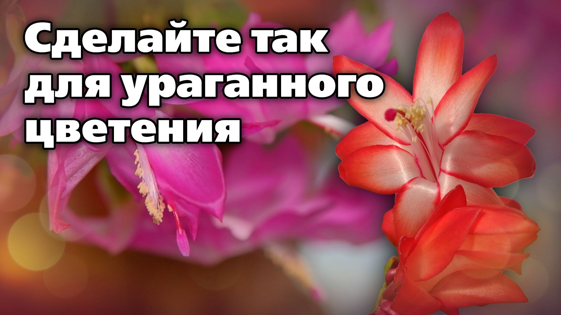 Почему не цветет декабрист. Проверьте свои ошибки смотреть онлайн