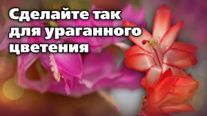 Почему не цветет декабрист. Проверьте свои ошибки