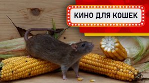 Видео для кошек - Крыски в Кукурузе (Развлеки своего кота)