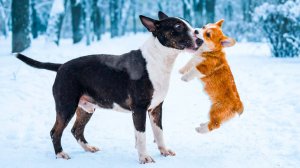 Я СОЖРАЛ БУЛЬТЕРЬЕРА!!